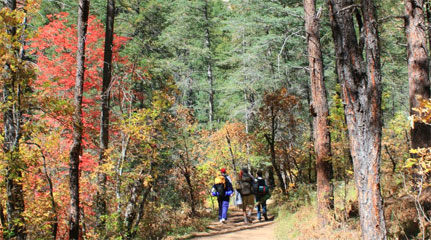 Where to Find Fall Leaves
