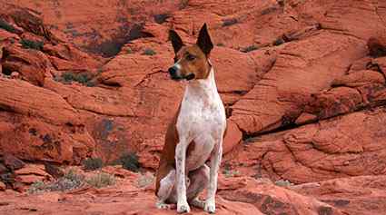 Pet-Friendly Sedona